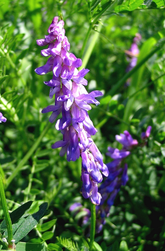 Image of Vicia cracca specimen.