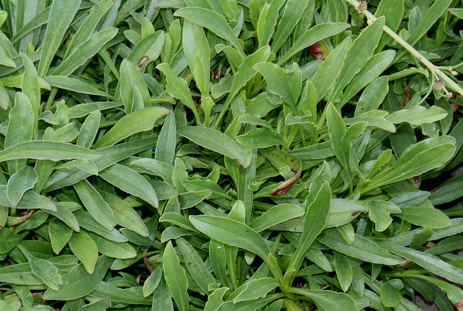 Image of Penstemon barbatus specimen.