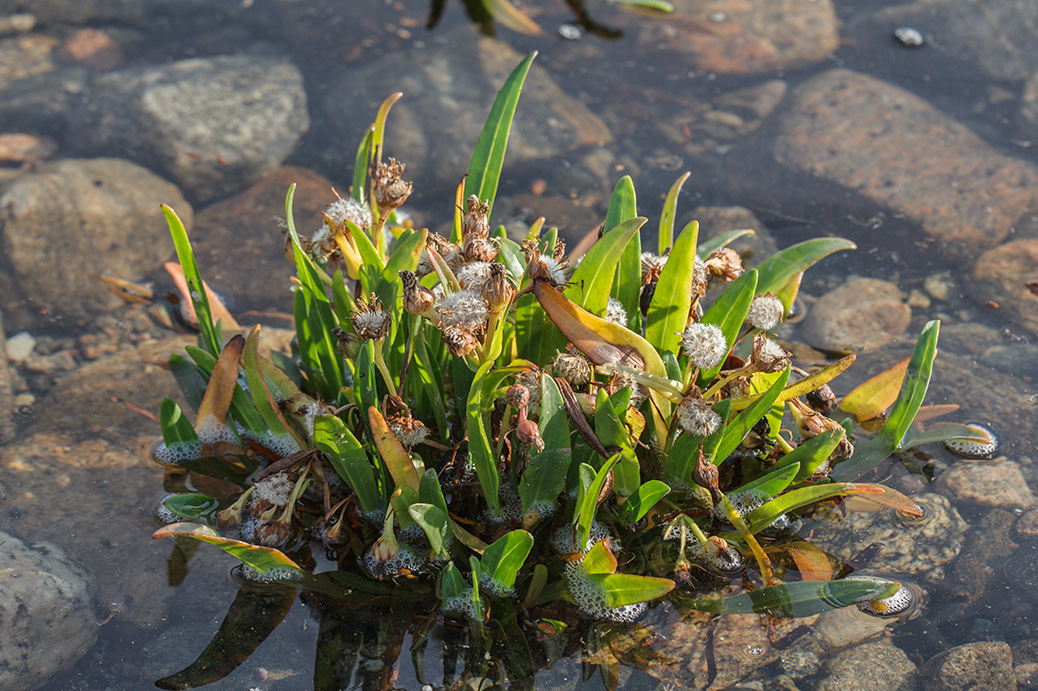 Image of Tripolium pannonicum ssp. tripolium specimen.