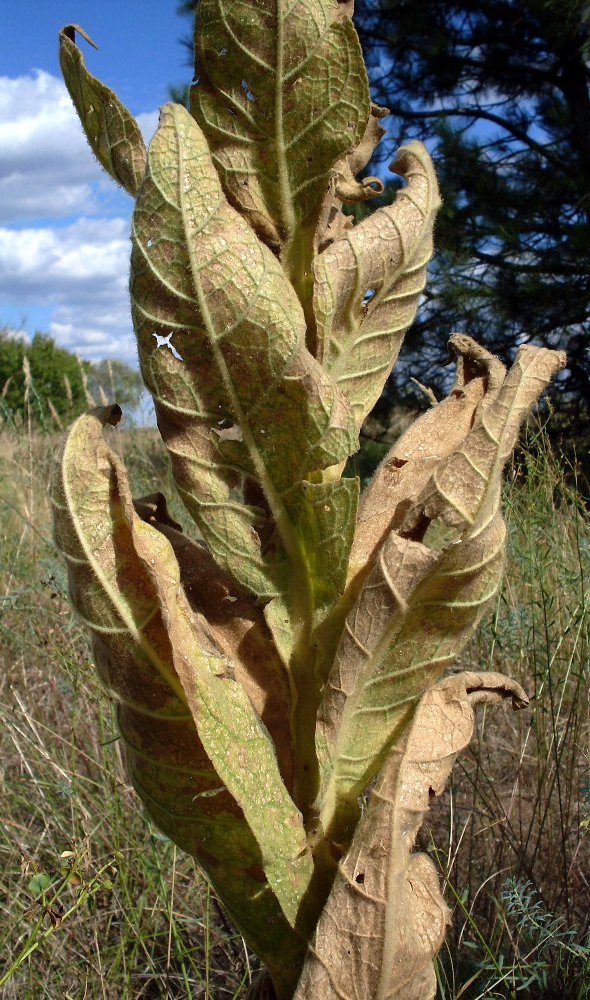 Image of Verbascum densiflorum specimen.