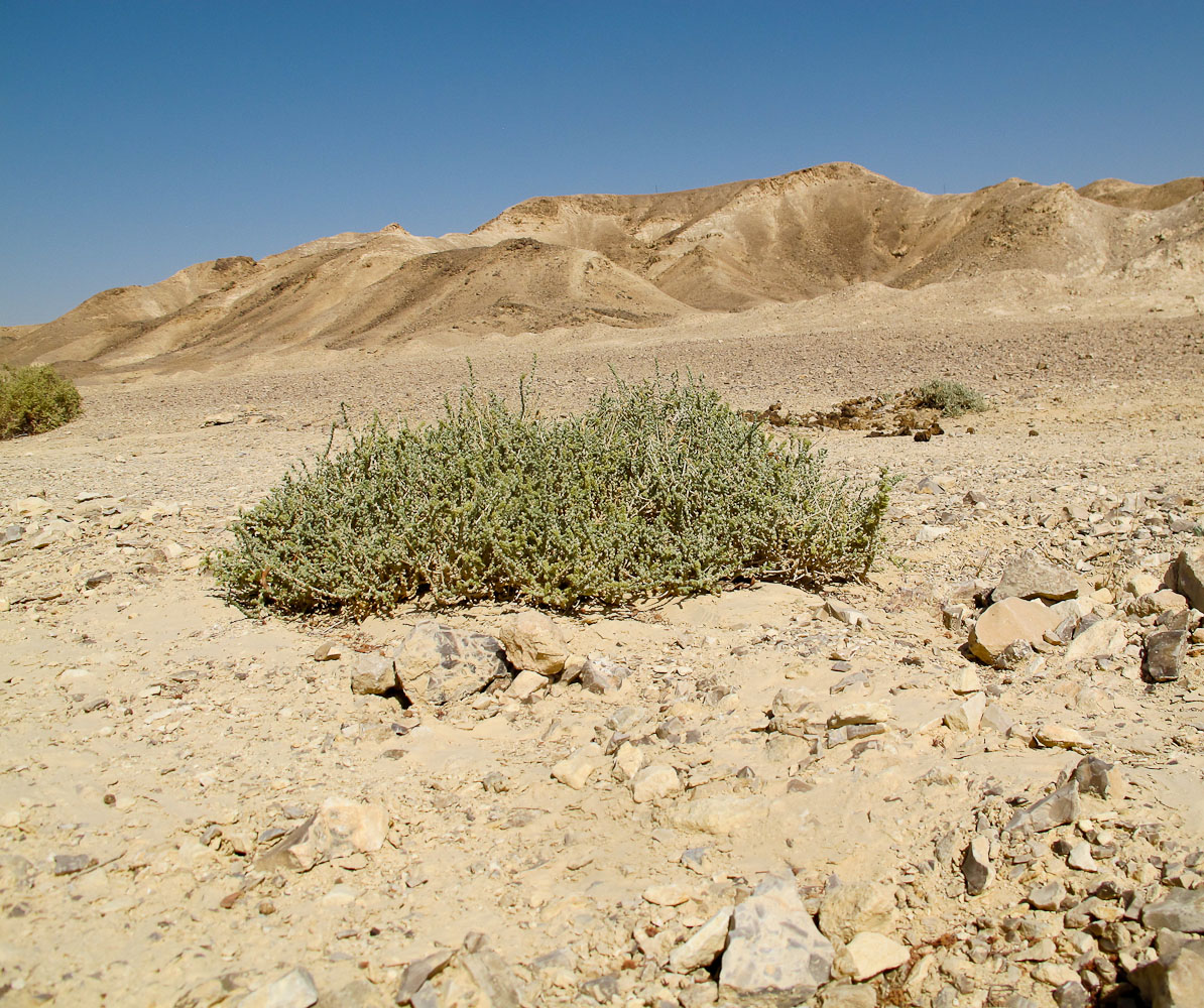 Image of Salsola cyclophylla specimen.