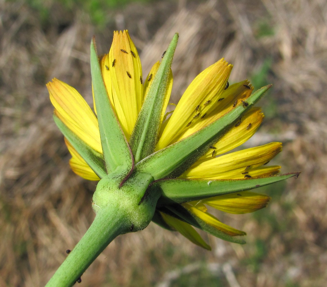 Изображение особи Tragopogon pratensis.