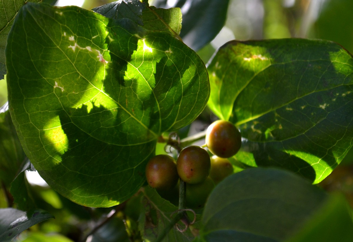 Image of Smilax excelsa specimen.