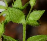 Arenaria subspecies viscidula