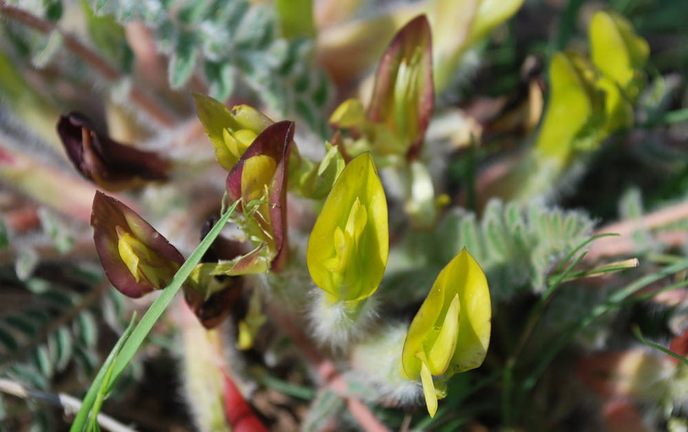 Image of Astragalus atrovinosus specimen.