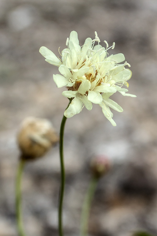 Изображение особи Cephalaria coriacea.