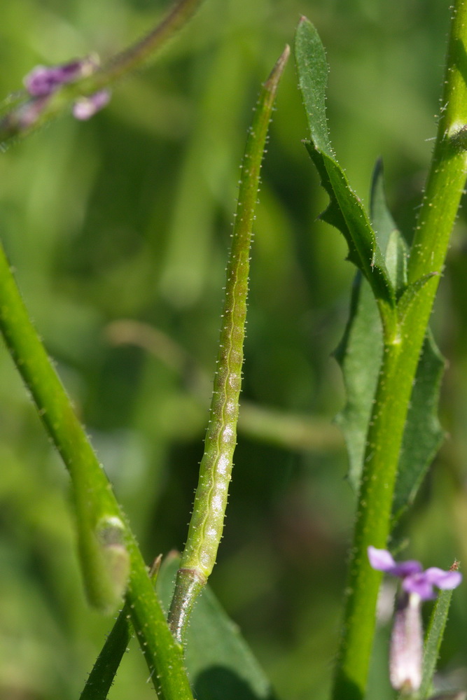 Image of Chorispora tenella specimen.