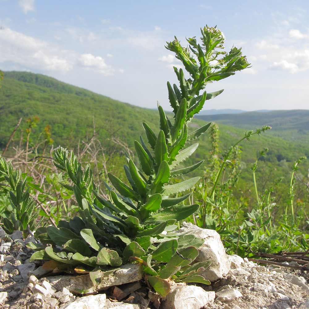 Изображение особи Lepidium campestre.