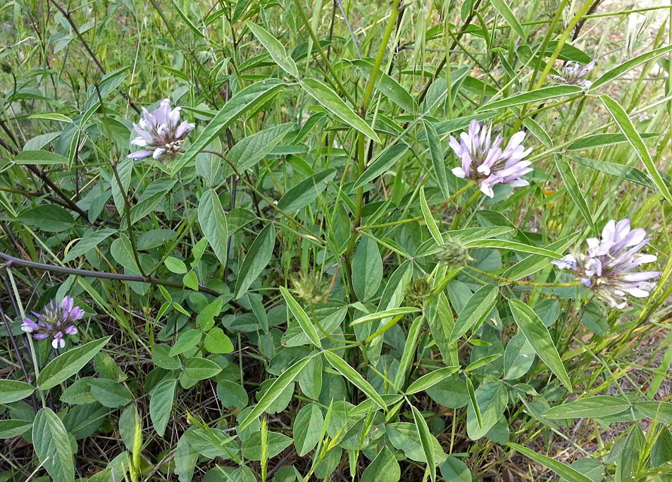 Изображение особи Psoralea bituminosa.