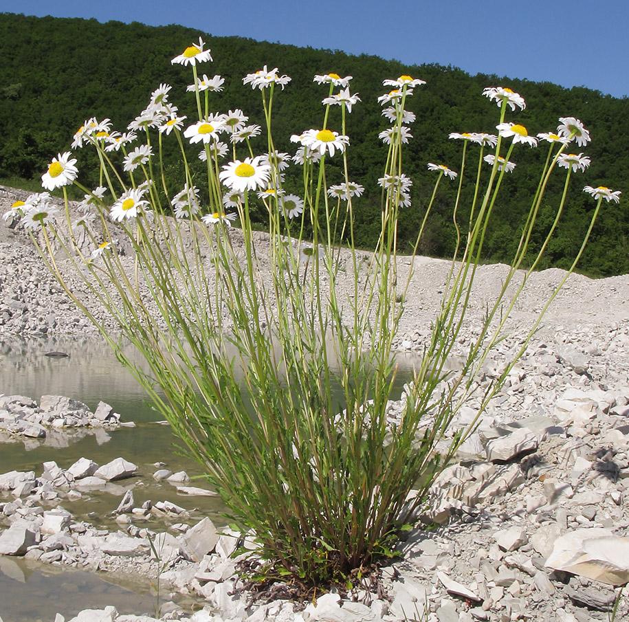 Image of Leucanthemum vulgare specimen.