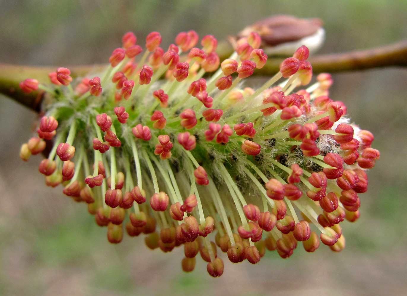 Image of Salix phylicifolia specimen.