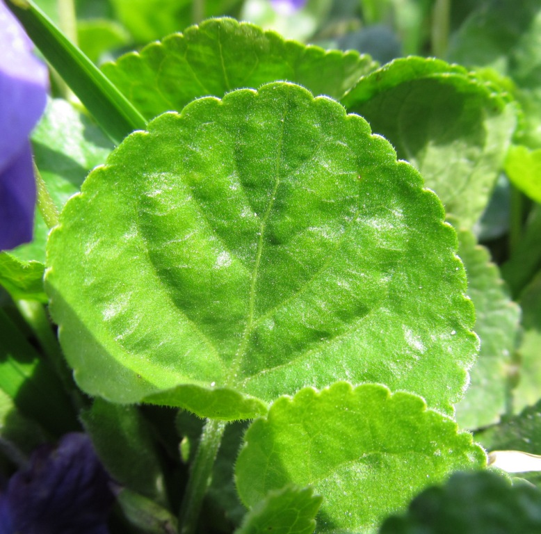 Image of Viola odorata specimen.