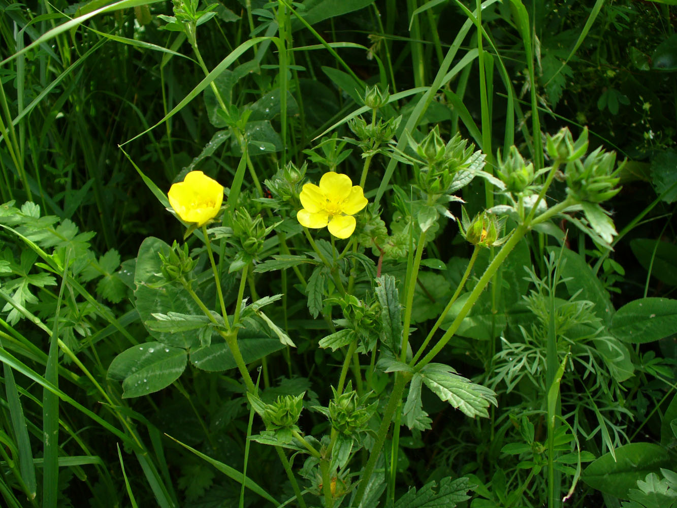 Image of genus Potentilla specimen.