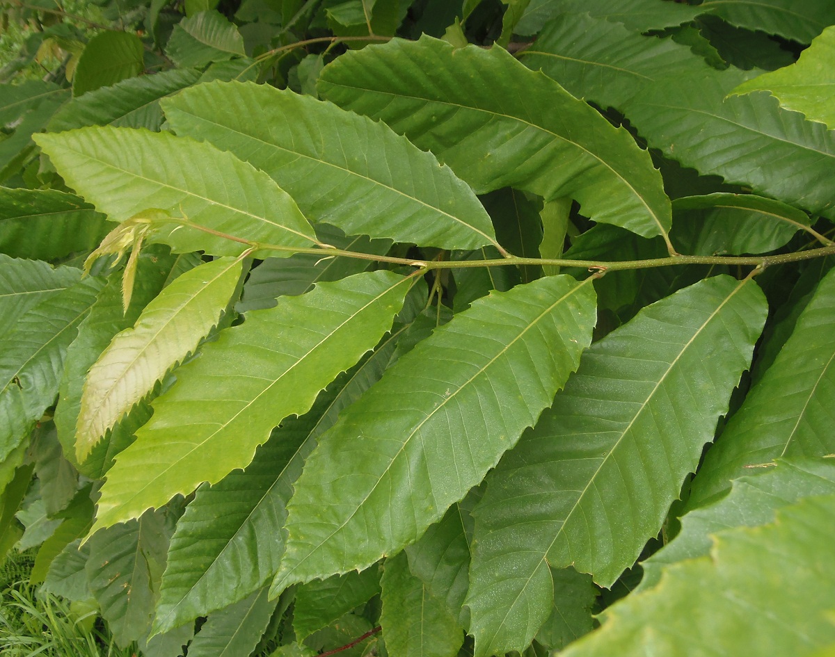 Image of Castanea sativa specimen.