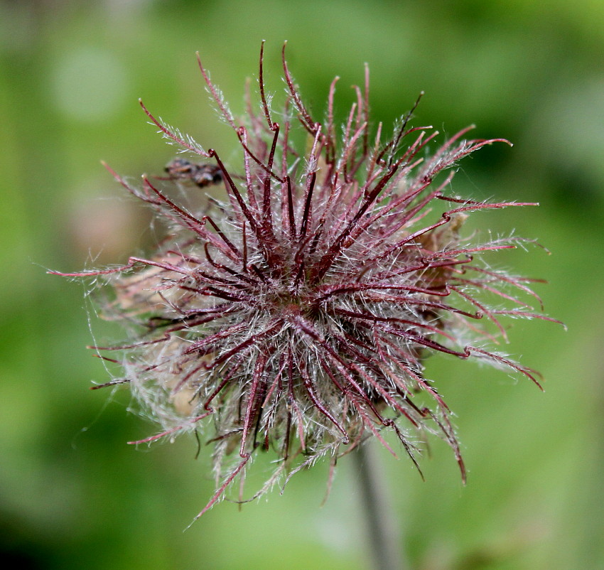 Image of Geum rivale specimen.