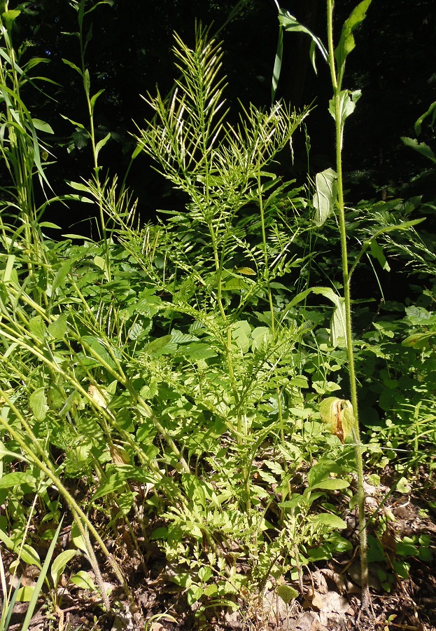 Изображение особи Cardamine impatiens.