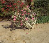 Adenium obesum. Цветущее растение. Израиль, впадина Мёртвого моря, пос. Эйн Бокек. 11.05.2014.