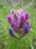 Oxytropis talassica. Соцветие. Казахстан, заповедник Аксу-Джабаглы, ущ. Улькен-Каинды. 16 июня 2011 г.