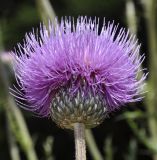 Cirsium tymphaeum