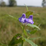 Scutellaria galericulata