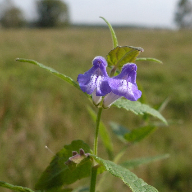 Image of Scutellaria galericulata specimen.