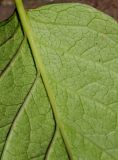 Syringa reticulata. Часть листовой пластинки (нижняя сторона). Германия, г. Дюссельдорф, Ботанический сад университета. 05.09.2014.