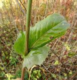 Cichorium intybus