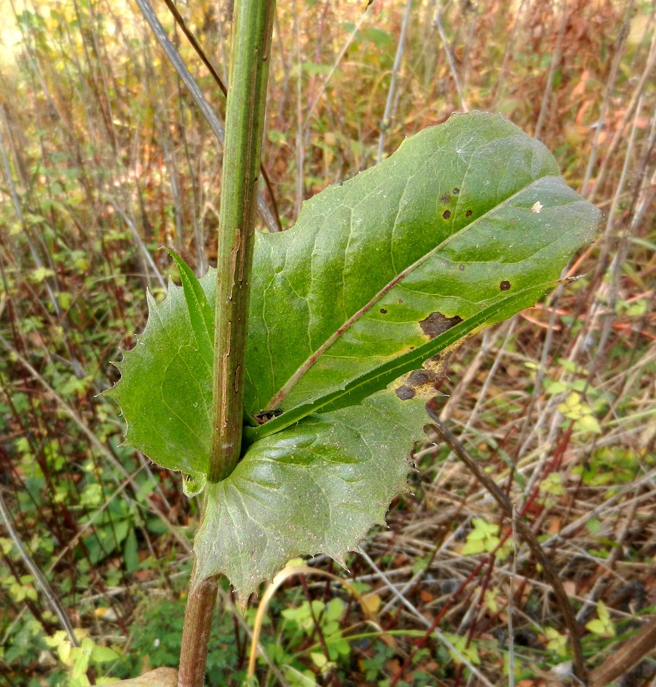 Image of Cichorium intybus specimen.