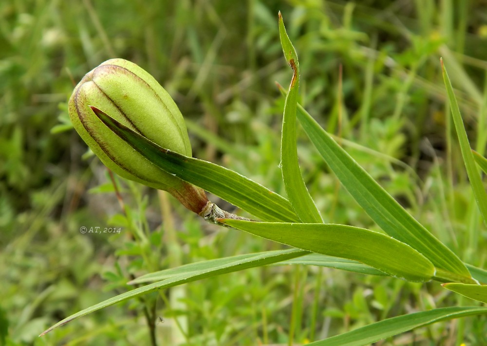 Image of Lilium pensylvanicum specimen.