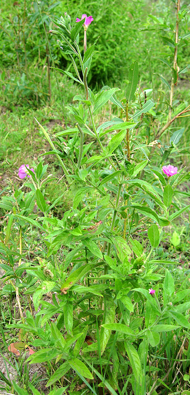 Изображение особи Epilobium hirsutum.