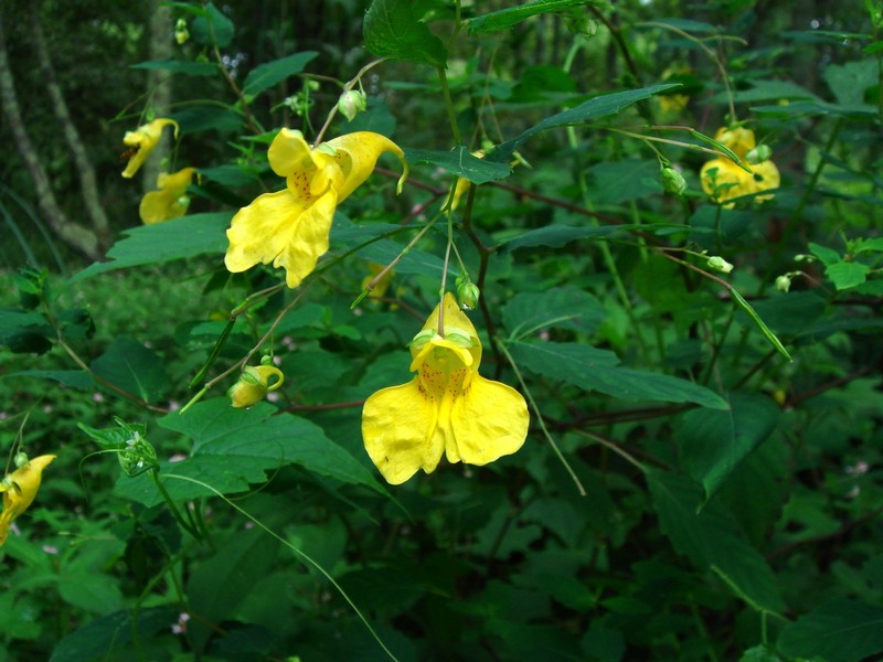 Image of Impatiens noli-tangere specimen.