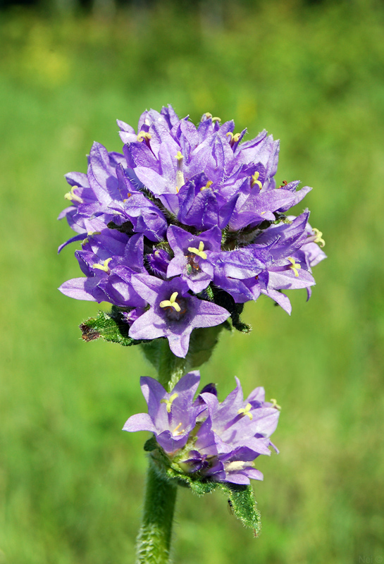 Изображение особи Campanula cervicaria.