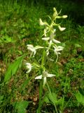 Platanthera bifolia