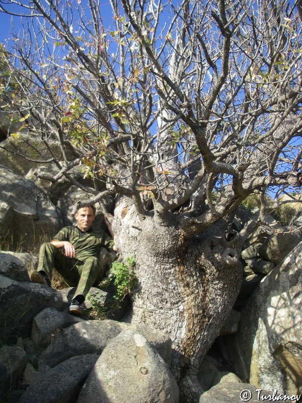 Image of Pistacia mutica specimen.