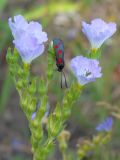 Image of taxon representative. Author is Раду Кибзий