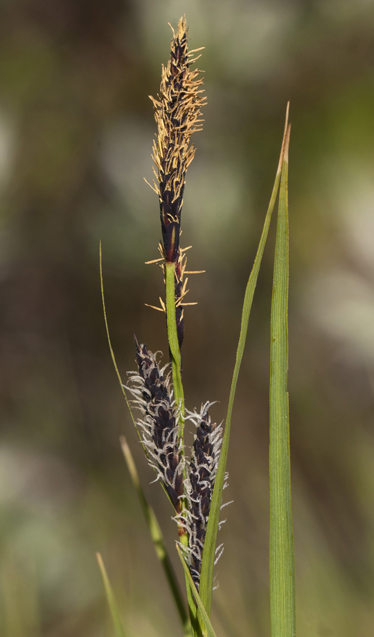 Image of Carex nigra specimen.