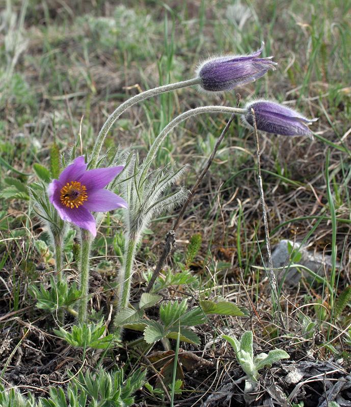 Изображение особи Pulsatilla taurica.