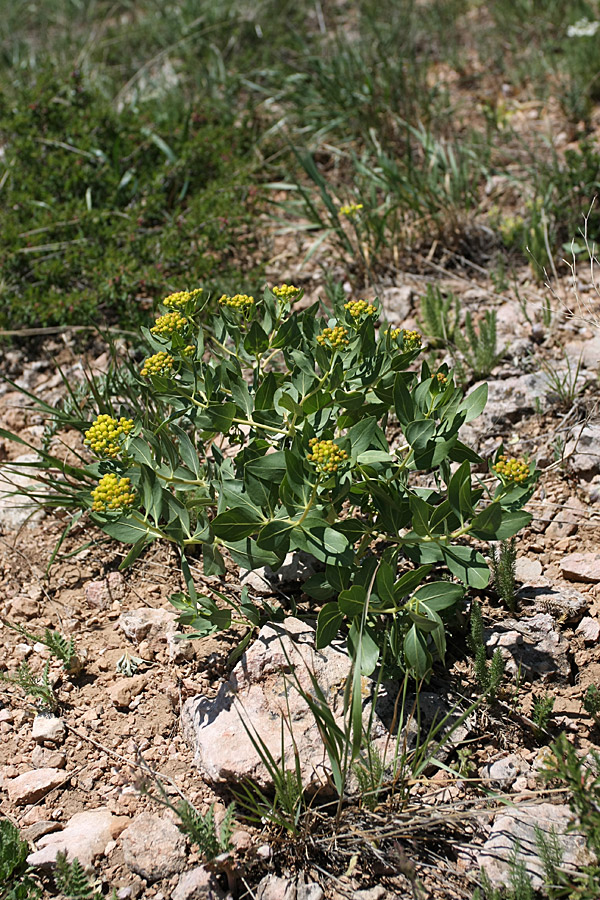 Image of Haplophyllum latifolium specimen.