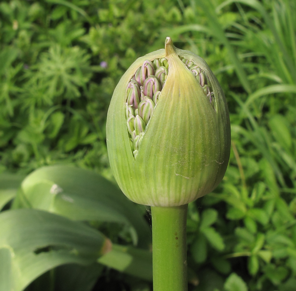 Image of Allium altissimum specimen.