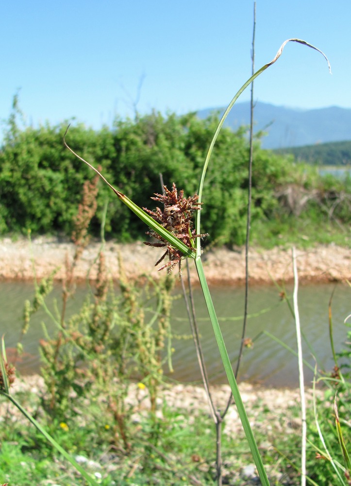 Изображение особи Cyperus badius.