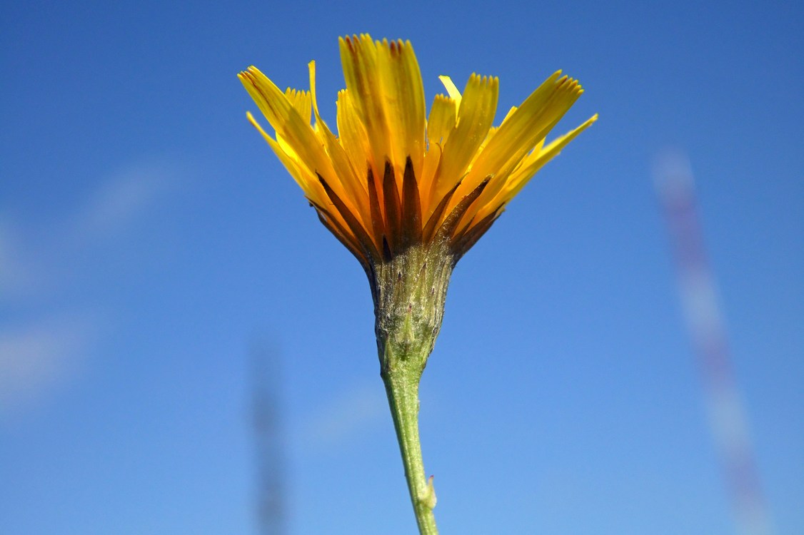 Изображение особи Scorzoneroides autumnalis.