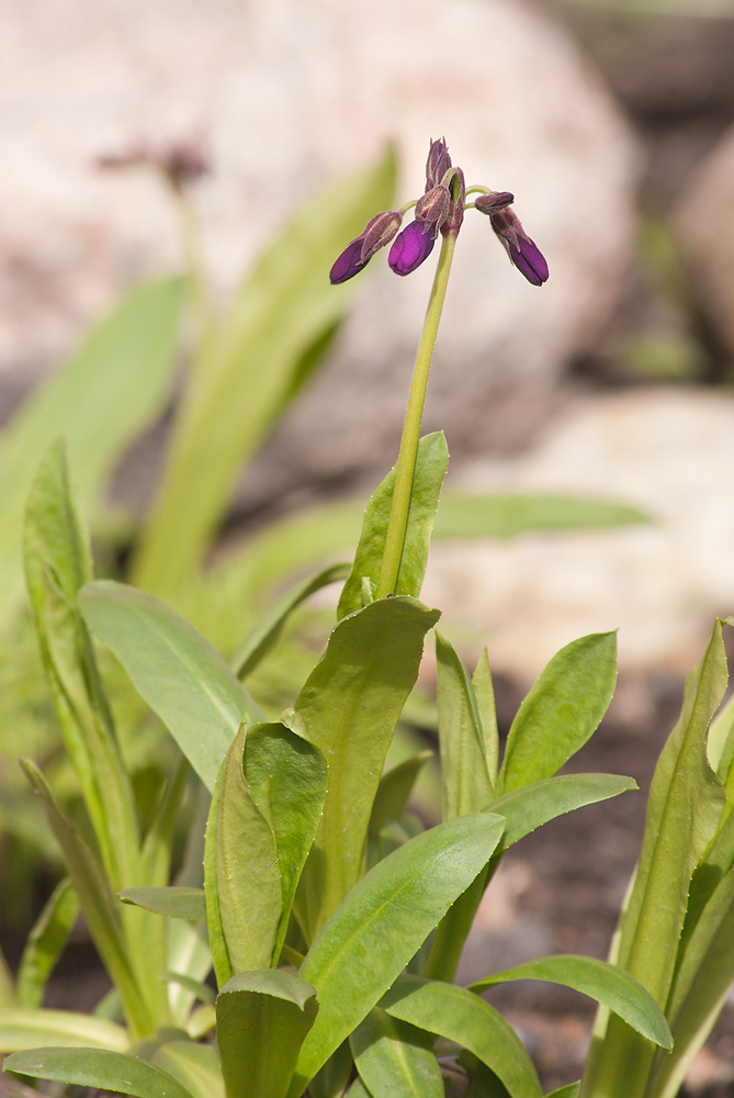 Image of Primula parryi specimen.