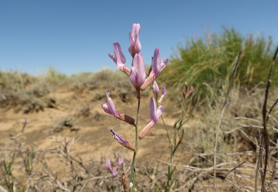 Image of Astragalus polyceras specimen.