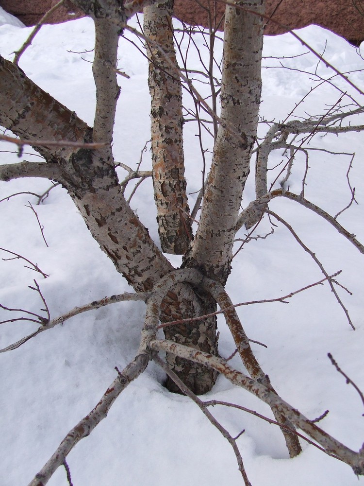 Image of Crataegus sanguinea specimen.