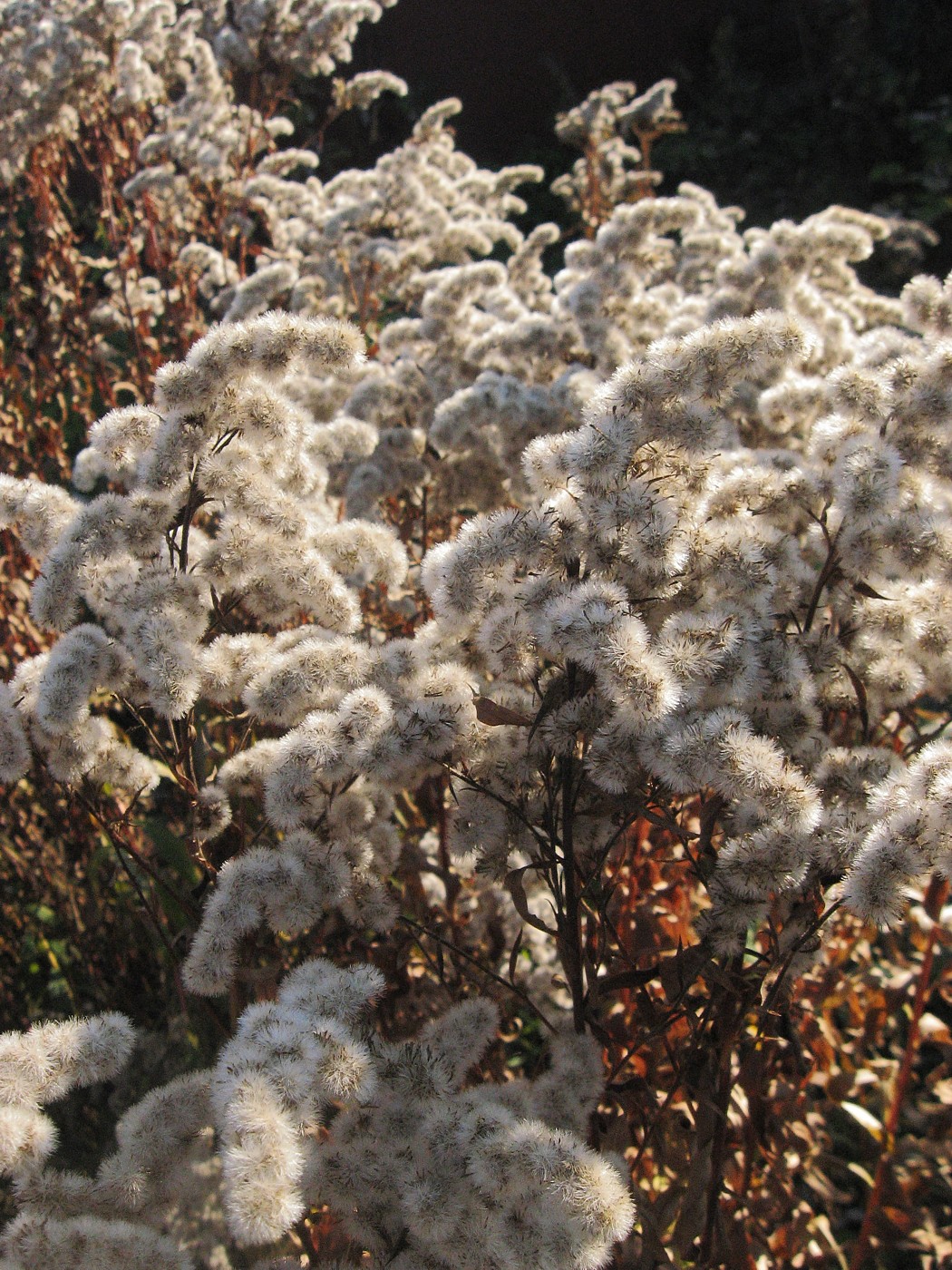 Image of Solidago gigantea specimen.