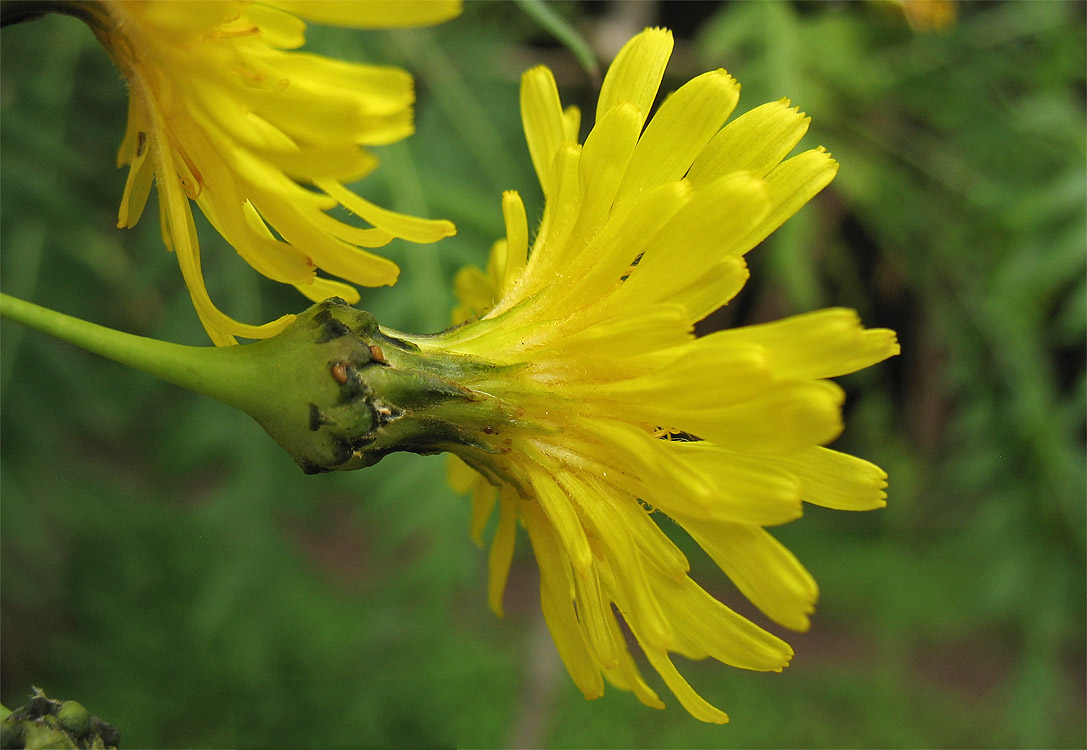 Image of Sonchus canariensis specimen.