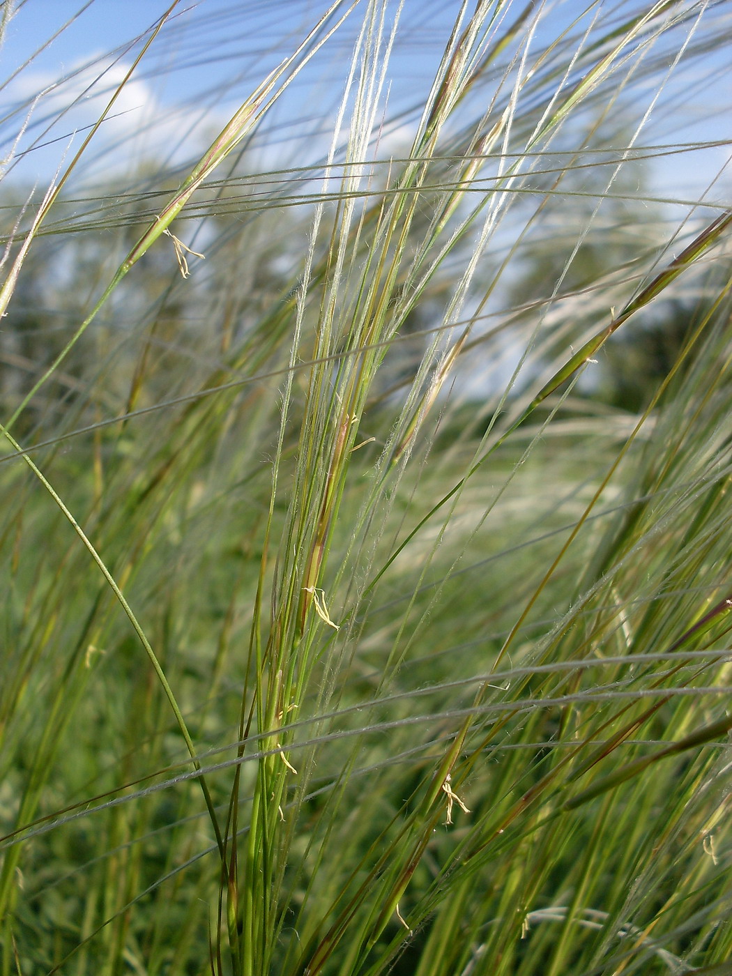 Изображение особи Stipa lessingiana.