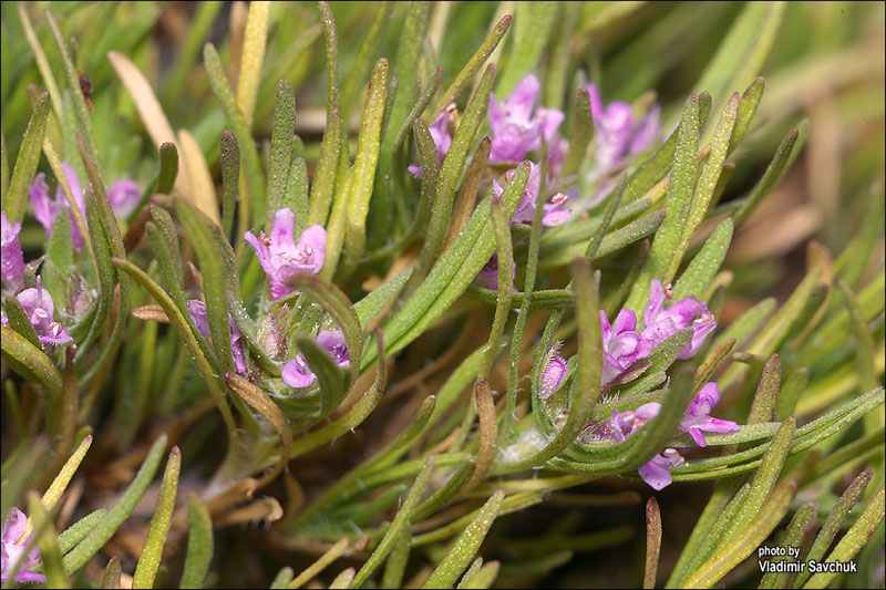 Image of Thymus tauricus specimen.