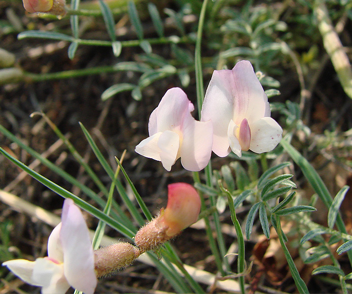 Image of Astragalus lenensis specimen.