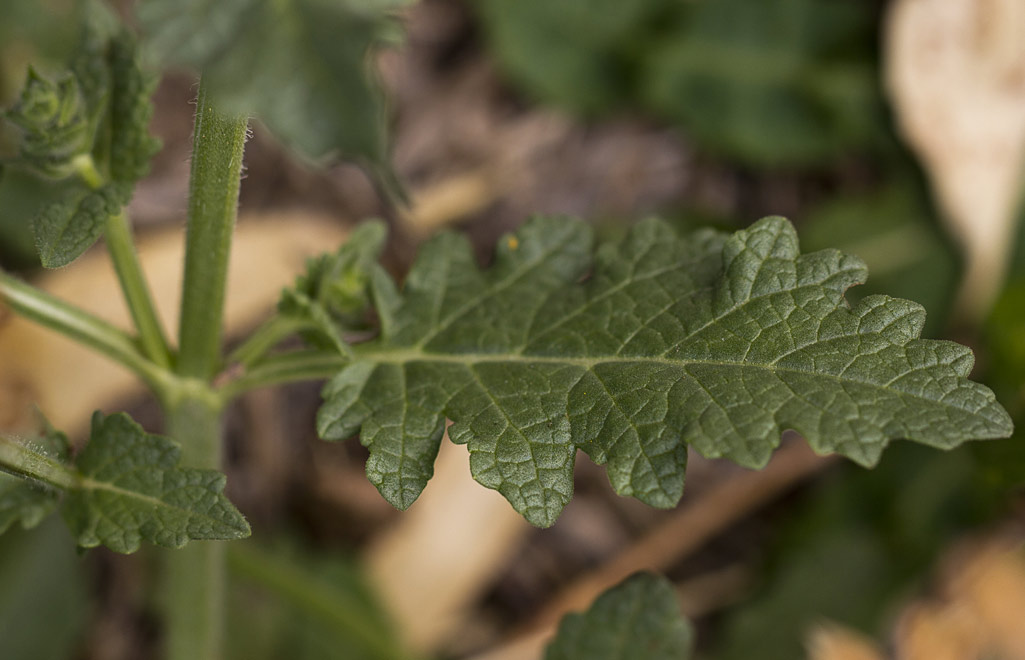 Изображение особи Salvia verbenaca.